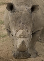402-4600 Safari Park - Rhino